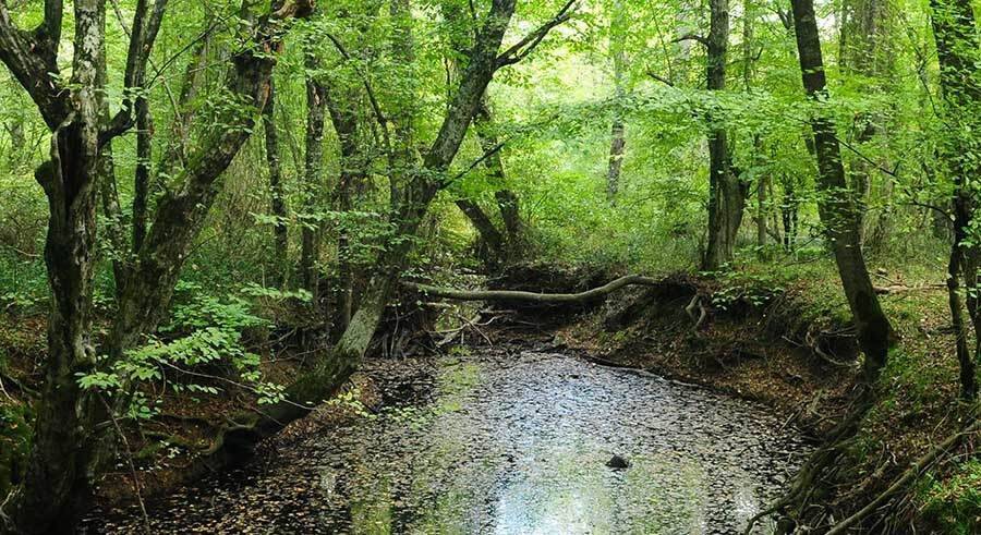Sudaki orman. Dünyanın sayılı ormanlarından biri Türkiye’de 46
